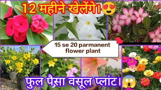 15 to 20 Hardy permanent summer flower plant's 🌞/ गर्मियों में लगाए परमानेंट  फूलों वाले पौधे 💯😍🌺