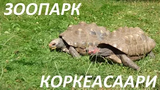 Зоопарк Коркеасаари (Zoo Korkeasaari)