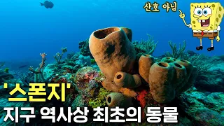 수명 10,000 년인 실존 동물, 스폰지밥