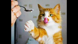 Смешные Видео Приколы с Котами. Смешные Коты до Слез. Смешные Животные 2019.#29