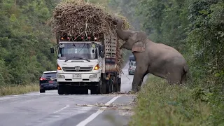 A greedy wild elephant stops passing trucks to steal sugarcane