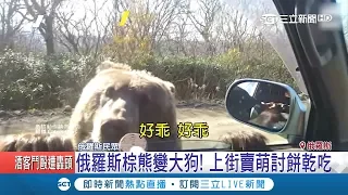 戰鬥民族就是狂！2男遇棕熊當"寵物犬" 餵食完摸鼻當獎勵｜記者向敦維｜【國際大現場】20181127｜三立新聞台