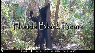 Florida Black Bears in the Big Cypress Swamp