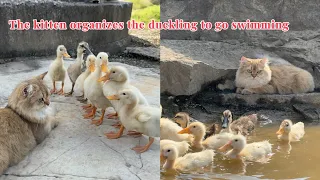 Wonderful animals!Kitten and duckling have a meeting to discuss swimming in the river.Cute and funny