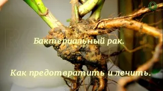 .Бактериальный рак. Как предотвратить и лечить. Питомник 🌹 и 🌲 Е. Иващенко