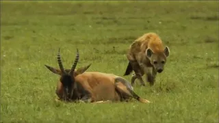 HYENA EATS ANTELOPE ALIVE!!