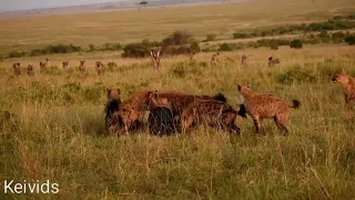 The numbers game: Two hyena clans clash over food.