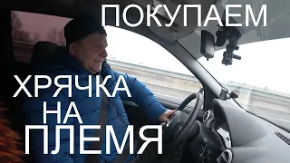 Хрячёк на племя .