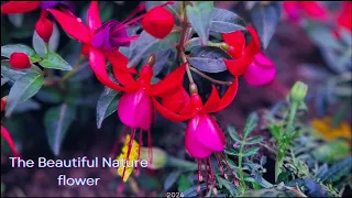 Beautiful Nature flower bloom in garden @lovelygardens54