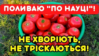 УВАГА, ТОМАТИ! Лише правильний полив рятує врожай та захищає від хвороб та розтріскування