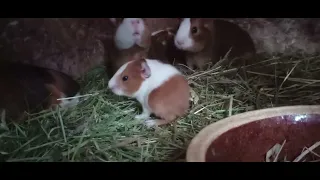 Morčata 🐹 si povídají #morčata #guineapigs #animaltalk #animales #animali