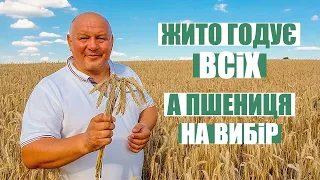 Чи рентабельно вирощувати жито? Чому б ні?