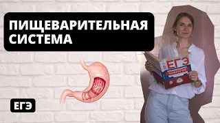 Пищеварительная система