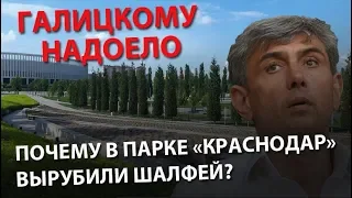 Галицкому надоело. Почему в парке «Краснодар» вырубили шалфей?