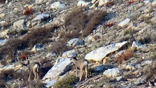 Nevada back country mule deer hunt 2022 round 1