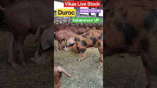 Duroc pig #piglets #piggery #trending #shorts #pig #farm #farming