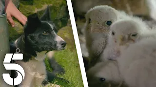 The Family Gains A New Member | Our Yorkshire Farm | Channel 5