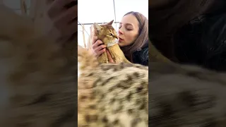 Рысь Локи отругал маму из-за ревности 😽