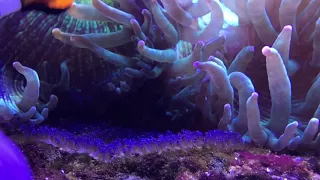 Мальки рыбы клоун В морском аквариуме . Reef Tank HD