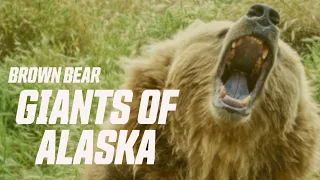 Alaskan Peninsula Brown Bear Hunt: Journey of a Lifetime