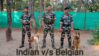 Obedience of Dog , Belgian Malinois v/s Indian Breed