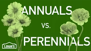 Annuals vs. Perennials | Gardening Basics w/ William Moss