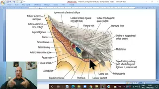 Anatomy GIT Module in Arabic 11 ( Inguinal ligament  ) ,  by Wahdan