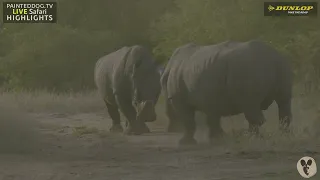 Rhino Bulls Fighting Part 6/7