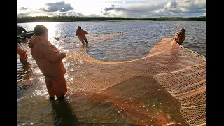 Рыбалка неводом! Вижу Сёмгу! Юра тяни!