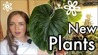 August Plant Haul | New In My Houseplant Collection!