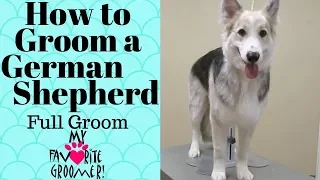 How to Deshed/Groom a German Shepherd