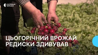 Щороку збирають три урожаї: як вирощують редиску на Черкащині