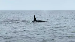 Killer Whales near Santa Rosa Island.