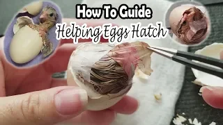 Helping Eggs Hatch | How To Save the Chick