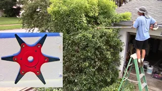Trimming a large bush with a 6 blade brush cutter