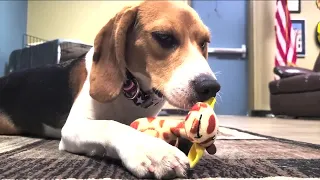 Treasure Island Fire Rescue adopts beagle rescued from breeding facility