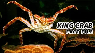 King Crab Facts: NOT a REAL CRAB! | Animal Fact Files