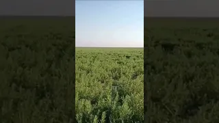 😢 Колишнє Каховське водосховище зараз