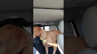 Excited vizsla