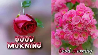 Beautiful Good Morning Images