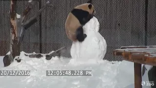 Toronto Zoo Giant Panda vs  Snowman