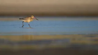 Vogels Zandmotor Ter Heijde (12-09-2021)