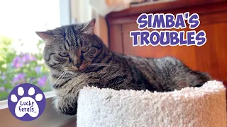 Simba's Troubles, Who Is At The Back Door Now? S5 E46 Lucky Ferals Cat Video Compilation