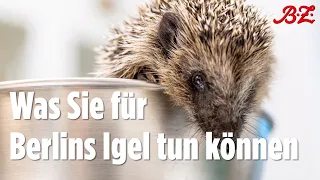 Was Sie für Berlins Igel tun können