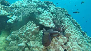 Moray attacks Octopus in 4k