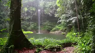 Yağmur Ormanı Ve Kuş Sesleri Kendinizi Cennette Hissedeceksiniz Rain Forest And Bird Voices