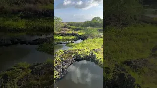 CRAZIEST TIDE-POOLS #shorts #ocean