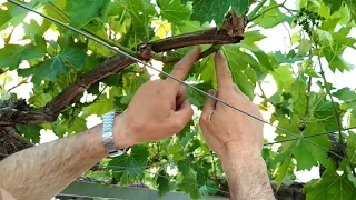 Poda de parra "aclarado antes de la floración"