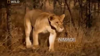 National Geographic Documentary - Lions vs Maasai Warriors - Wildlife Animal