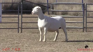 Lot 123 - Amarula White Dorper Ewe, 2018 National Dorper Sale